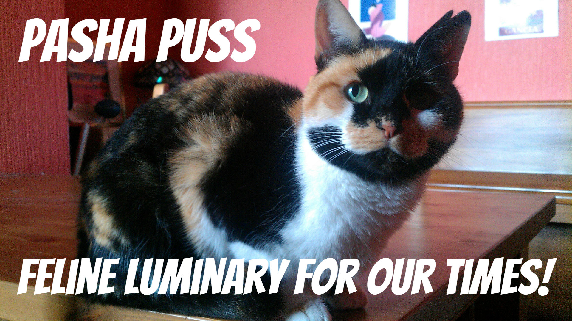 Pasha Puss: feline luminary for our times!